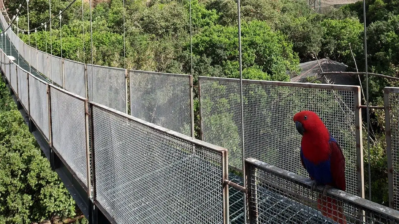 Pasarela colgante con loro dentro del aviario de Parque Tricao